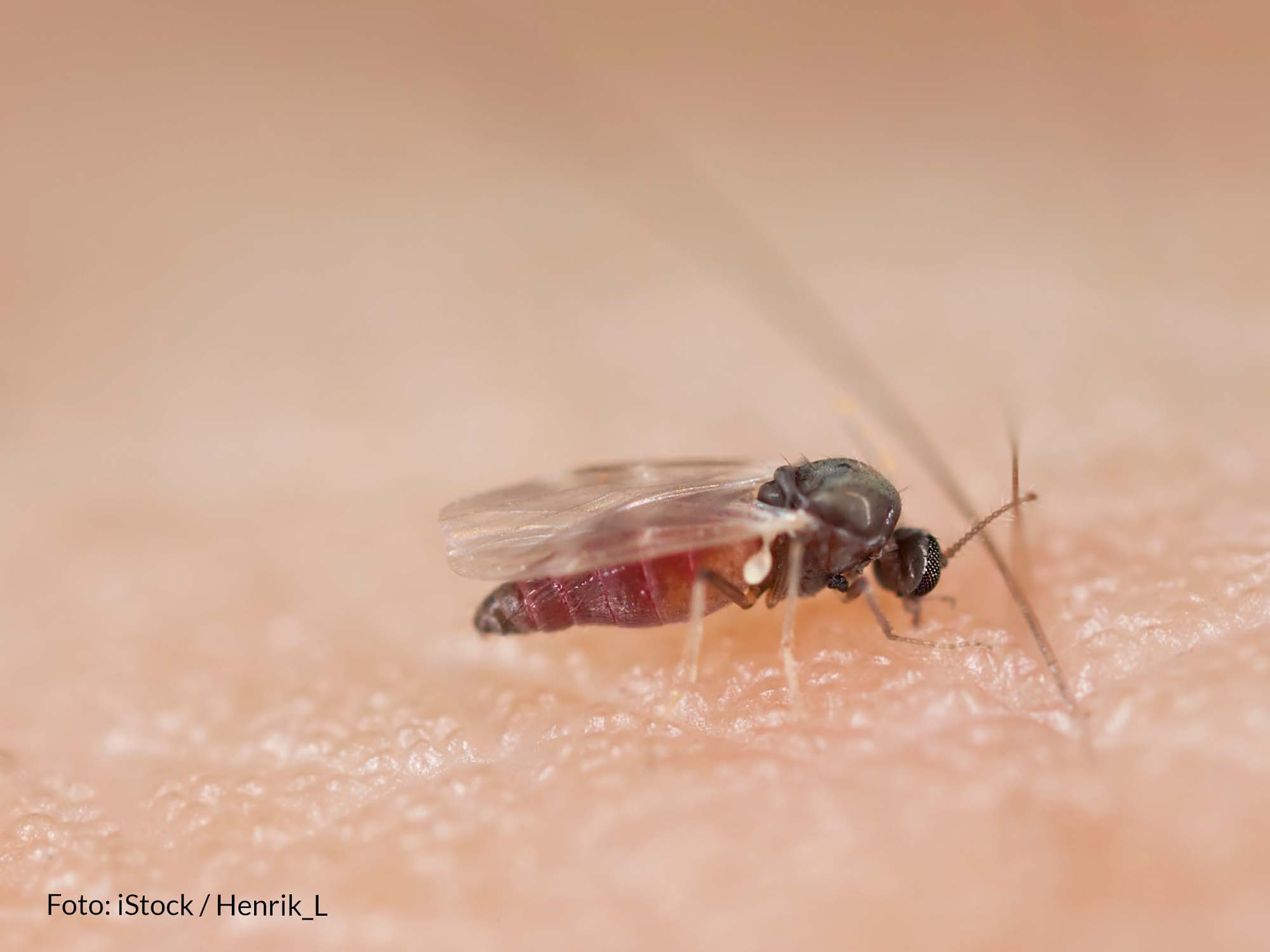 Foto: iStock / Henrik_L, Bei den gemeldeten Temperatuen für das Wochenende ist mit der Kriebelmücke zu rechnen.