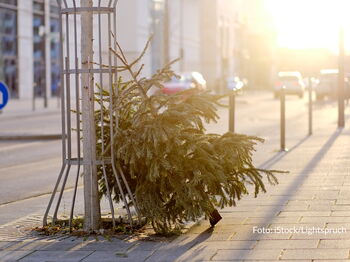 Bei der Aktion werden ausgediente Weihnachtsbäume gegen eine kleine Spende mitgenommen. Foto: iStock/Lightspruch