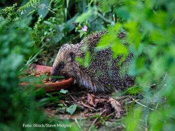 "Wann sollte man Igel füttern?" - Damit beschäftigt sich der neue Teil unserer Igelschutz-Reihe. Foto: iStock/Steve Midgley