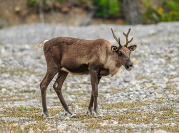Im Gaia Zoo sind fünf Waldrentiere (Symbolbild Waldkaribu) mit dem Q-Fieber infiziert. Foto: iStock/Cliff LeSergent