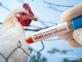 Der Kreis Heinsberg appelliert an alle gewerblichen und privaten Geflügelhalter, ihre Tiere vor dem Virus zu schützen. Foto: iStock/Diy13