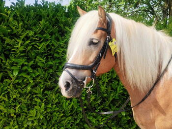 Foto: Kreis Heinsberg; Dieses Pferd trägt das vorgeschriebene Reitkennzeichen