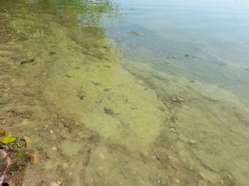 Sichtbare grüne Schlieren auf der Wasseroberfläche sind ein typischer Hinweis auf Blaualgen. Foto: Kreis Heinsberg