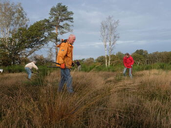 Staatsbosbeheer und der Naturpark Maas-Schwalm-Nette laden zum Natuurwerkdag ins Naturschutzgebiet De Meinweg ein. Foto: J. Scheelings