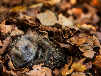 Laubhaufen bieten Igeln wertvollen Schutz vor Kälte, Feuchtigkeit und Fressfeinden.  Foto: iStock/Dieter Meyrl