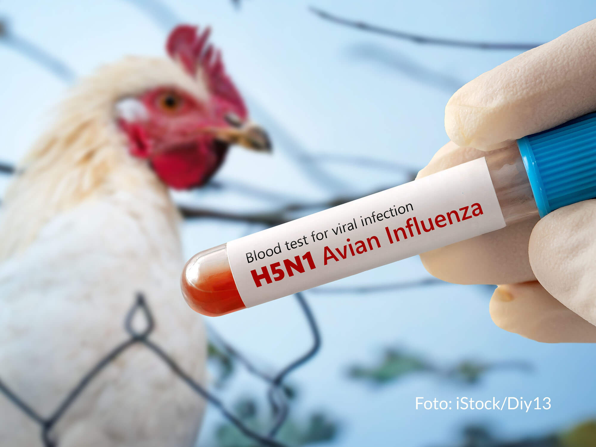 Der Kreis Heinsberg appelliert an alle gewerblichen und privaten Geflügelhalter, ihre Tiere vor dem Virus zu schützen. Foto: iStock/Diy13