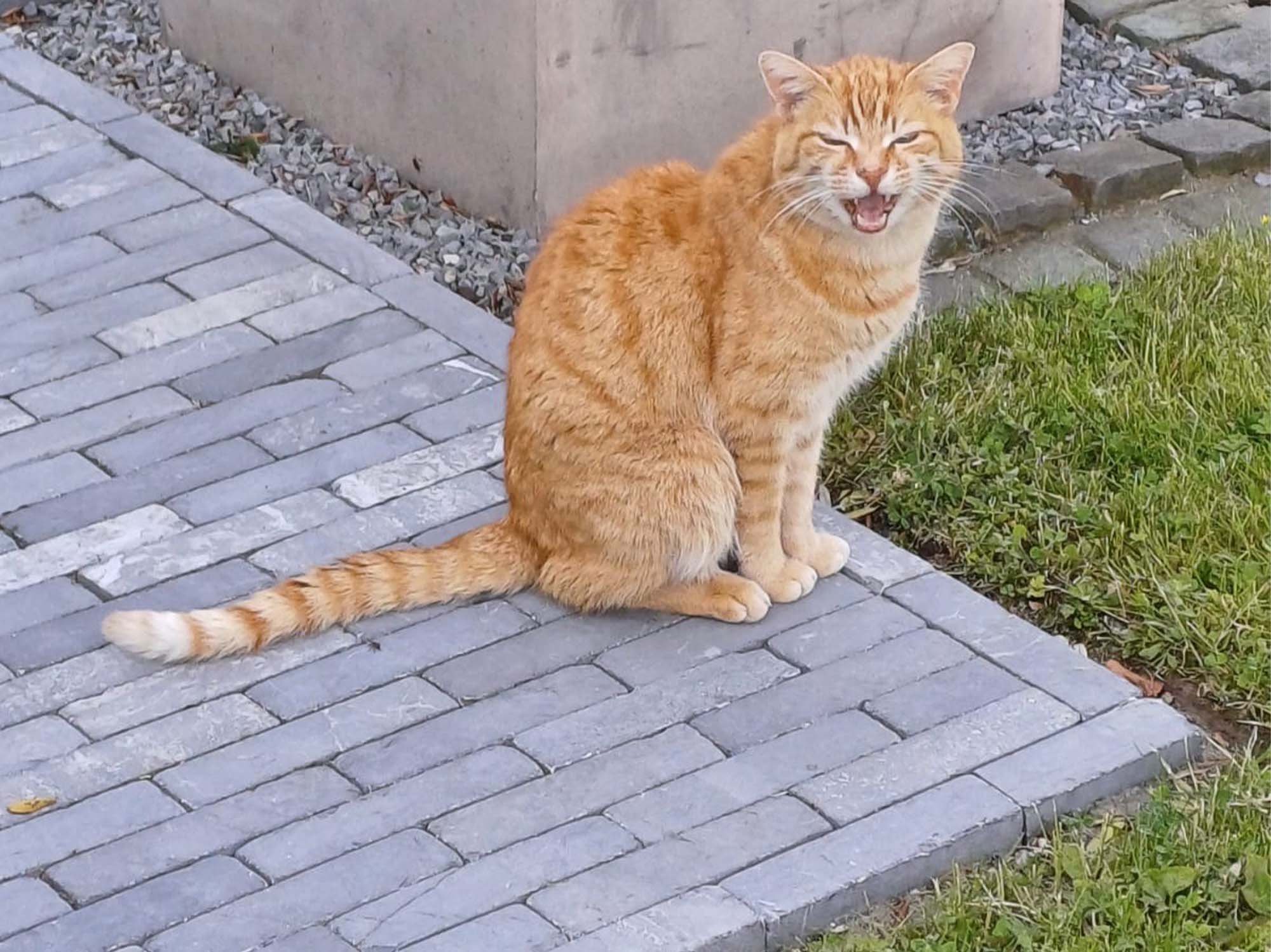 Kater Benny aus Gerderath darf nach draußen, weil er kastriert und gechippt ist.